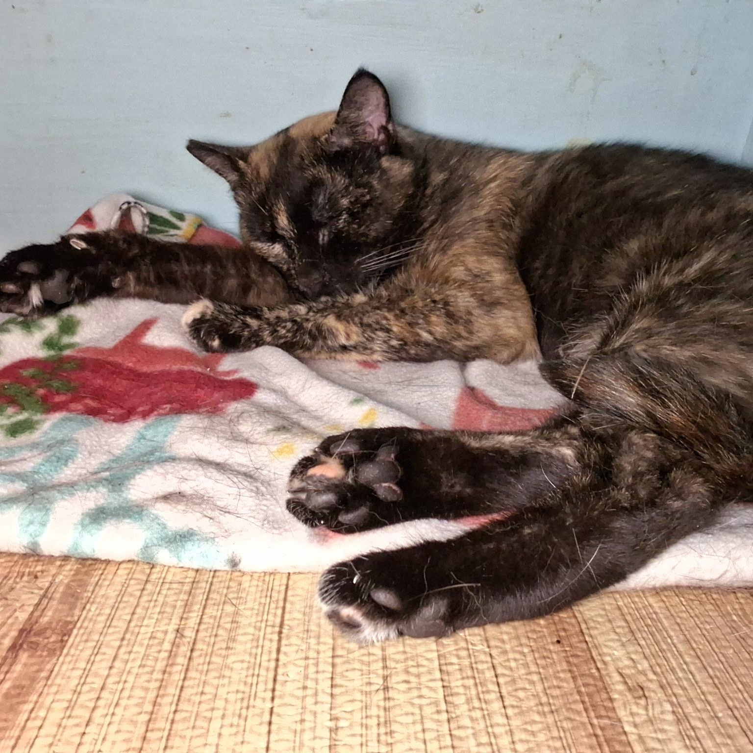 Marisol, a Adoptable mixed breed in Huntington, MA image 2/6