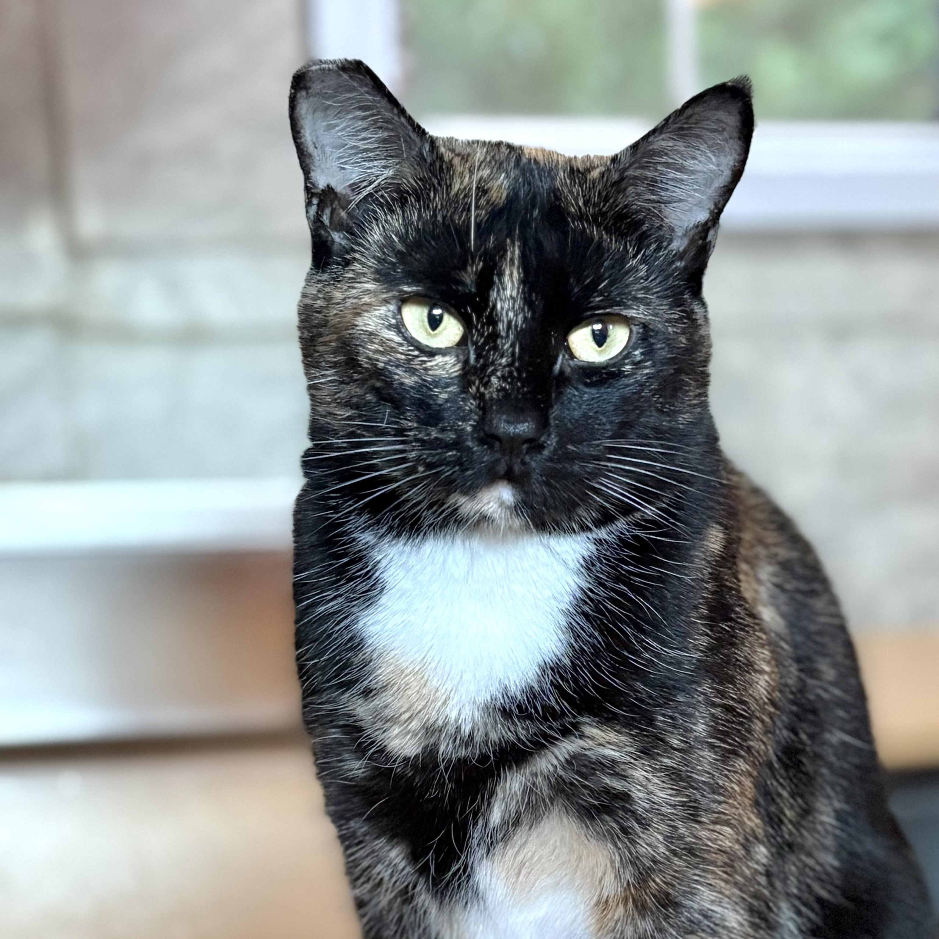 Marisol, a Adoptable mixed breed in Huntington, MA image 3/6