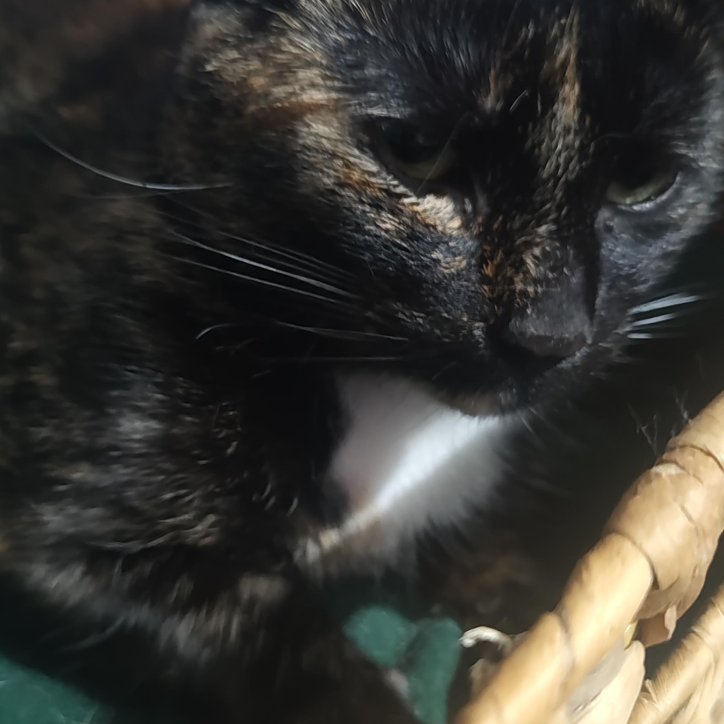 Marisol, a Adoptable mixed breed in Huntington, MA image 4/5