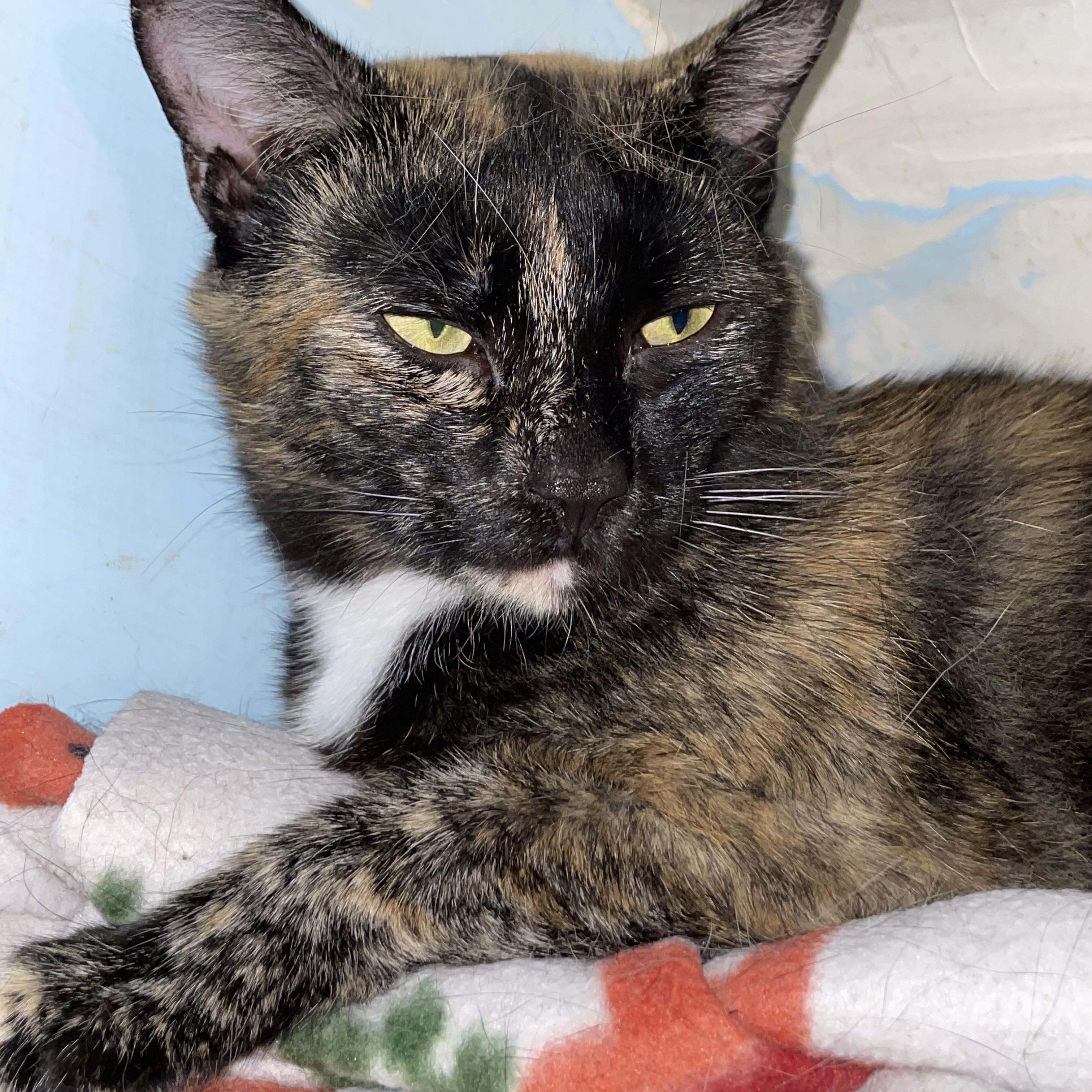 Marisol, a Adoptable mixed breed in Huntington, MA image 4/6