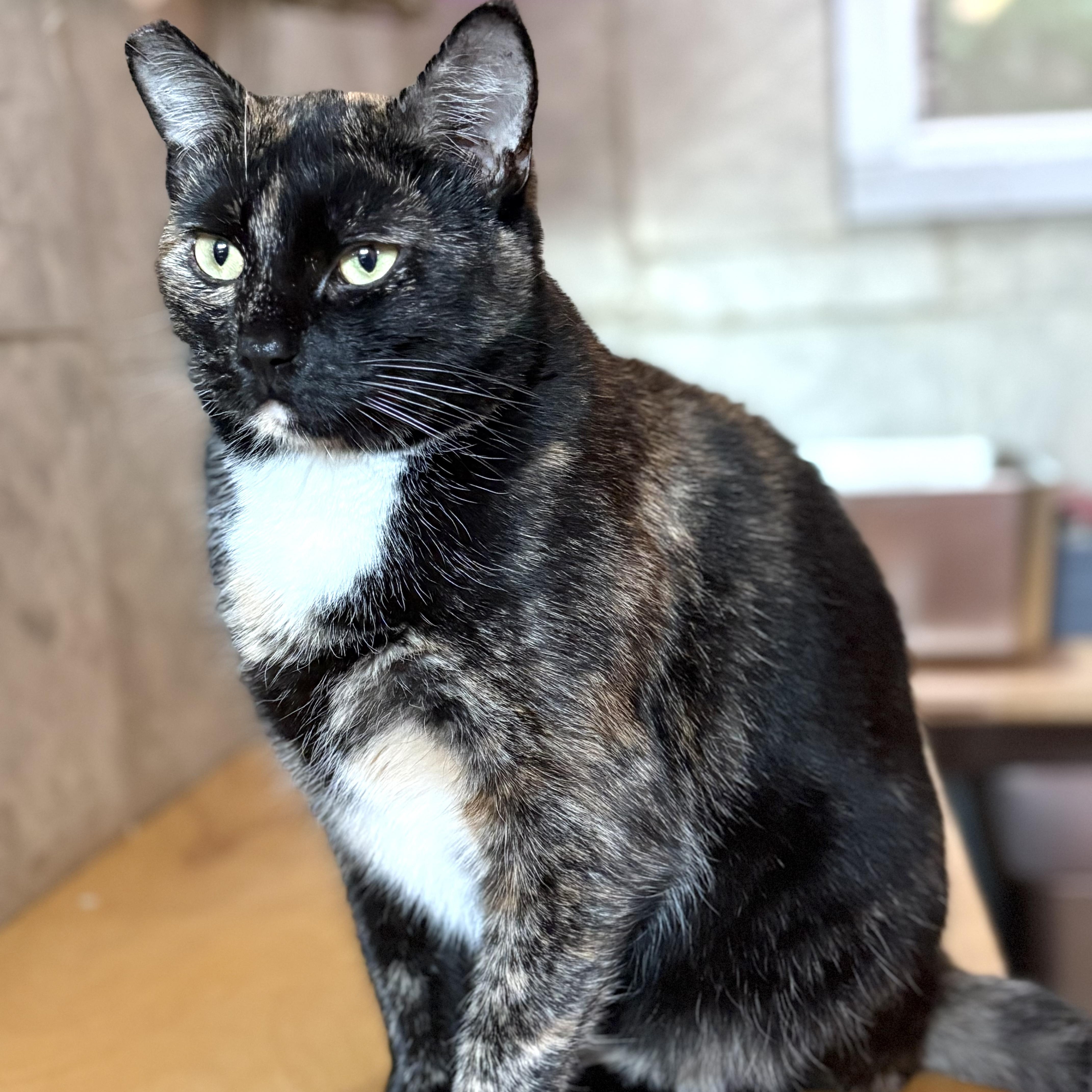 Marisol, a Adoptable mixed breed in Huntington, MA image 5/6