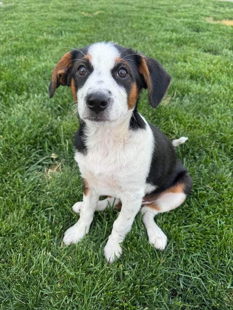 Enlarge Oakley, a Adoptable mixed breed in Rathdrum, ID image 1/3