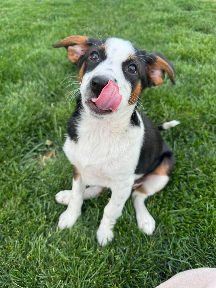 Enlarge Oakley, a Adoptable mixed breed in Rathdrum, ID image 2/3