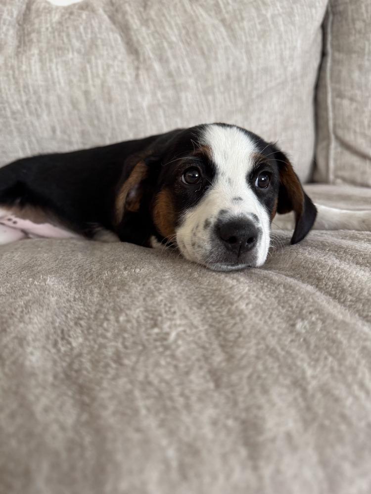 Enlarge Oakley, a Adoptable mixed breed in Rathdrum, ID image 3/3