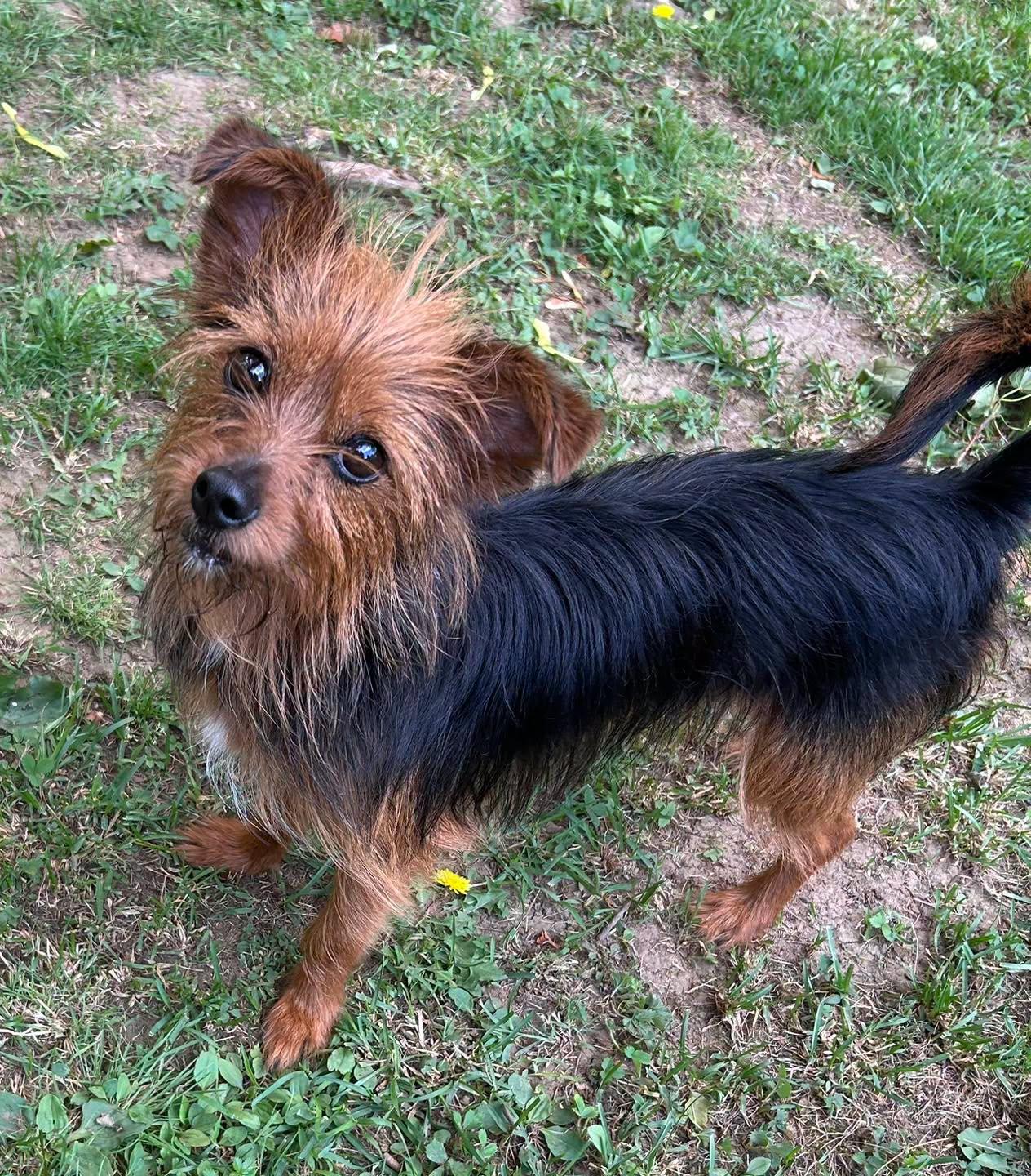 Enlarge Cayenne, a ADOPTABLE mixed breed in Winsted, CT image 1/2