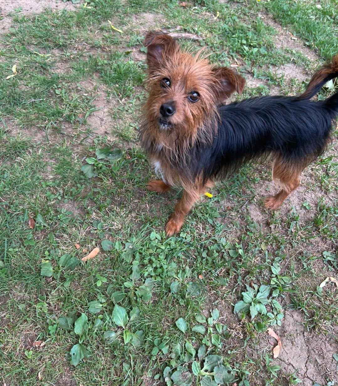 Enlarge Cayenne, a ADOPTABLE mixed breed in Winsted, CT image 2/2