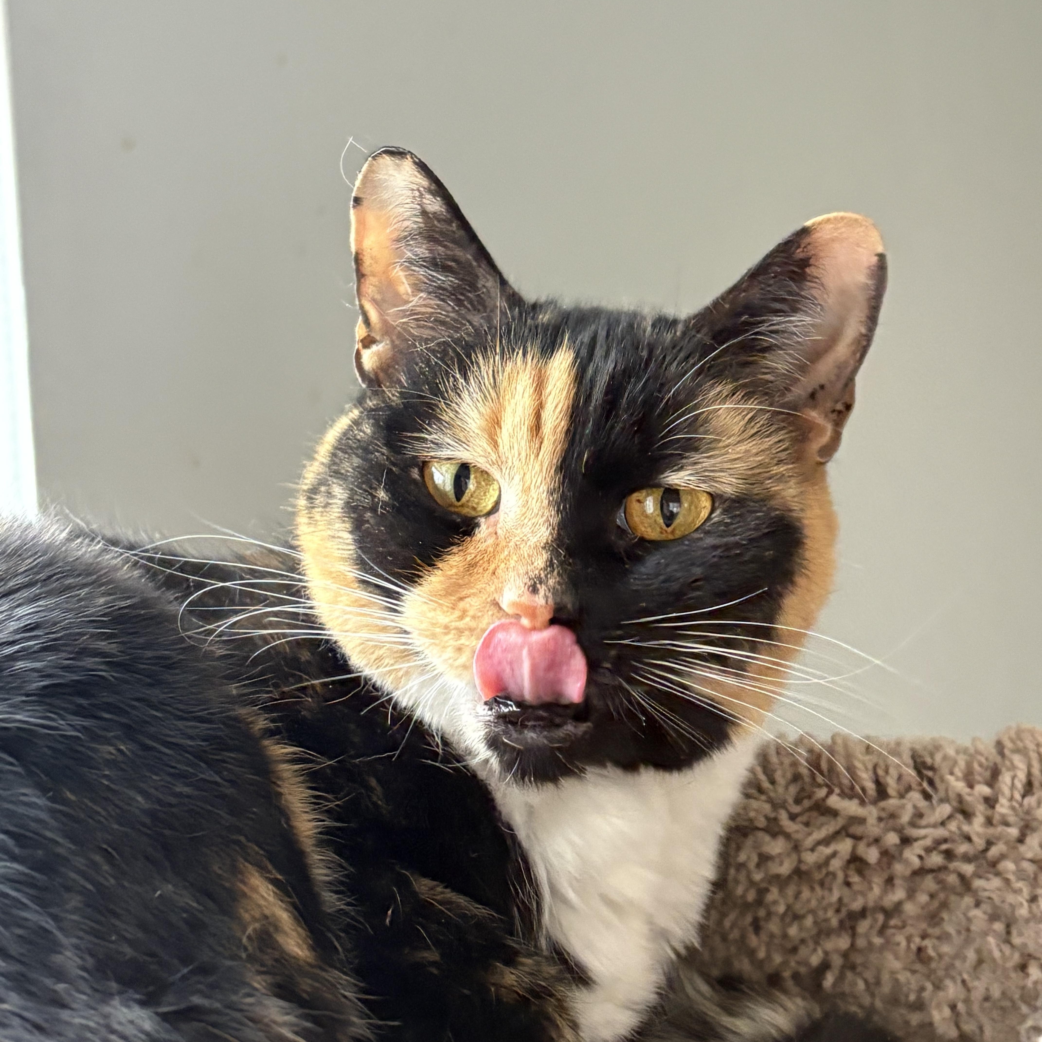 Enlarge Wasabi, a ADOPTABLE Domestic Short Hair in Belmont, NC image 1/5