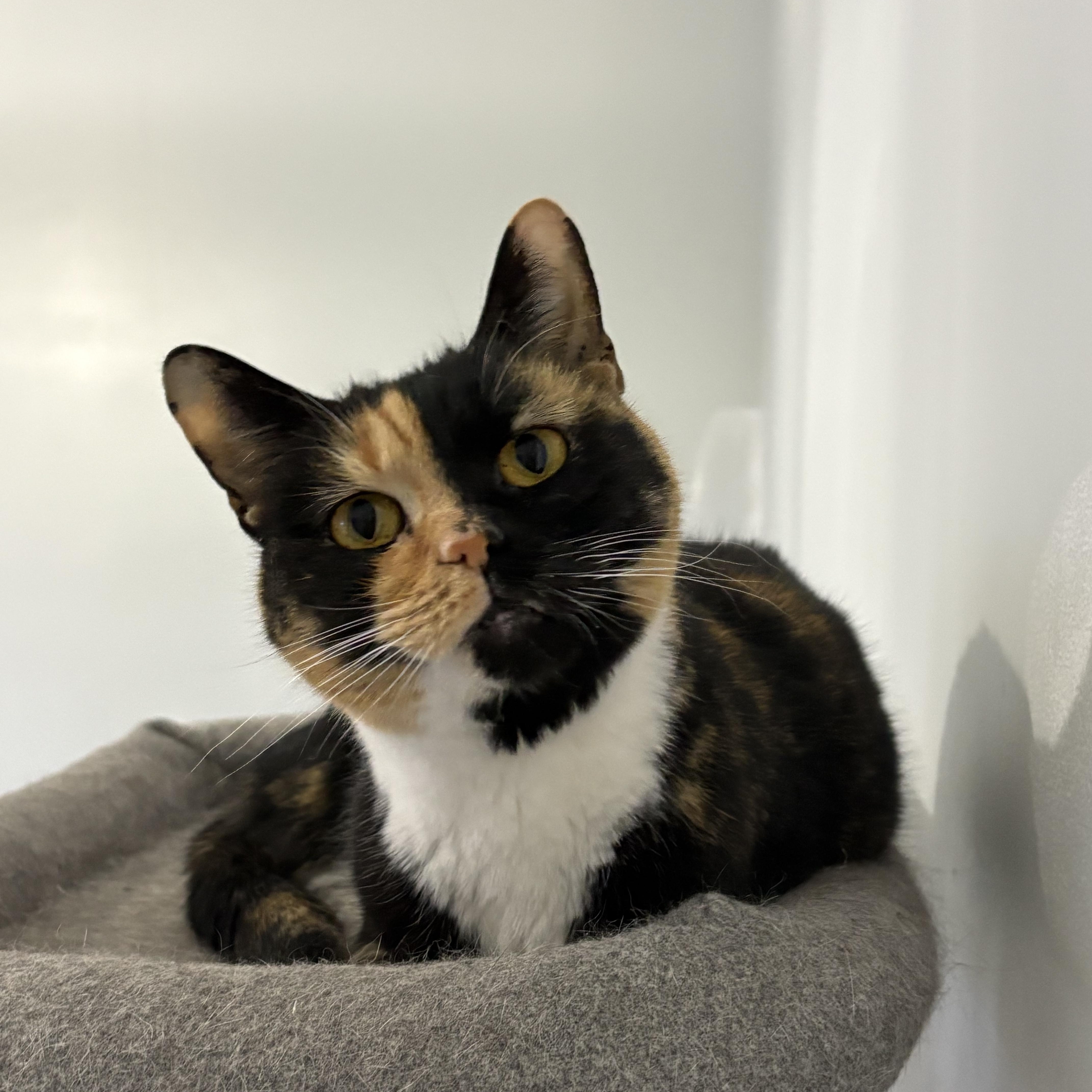 Enlarge Wasabi, a ADOPTABLE Domestic Short Hair in Belmont, NC image 5/5