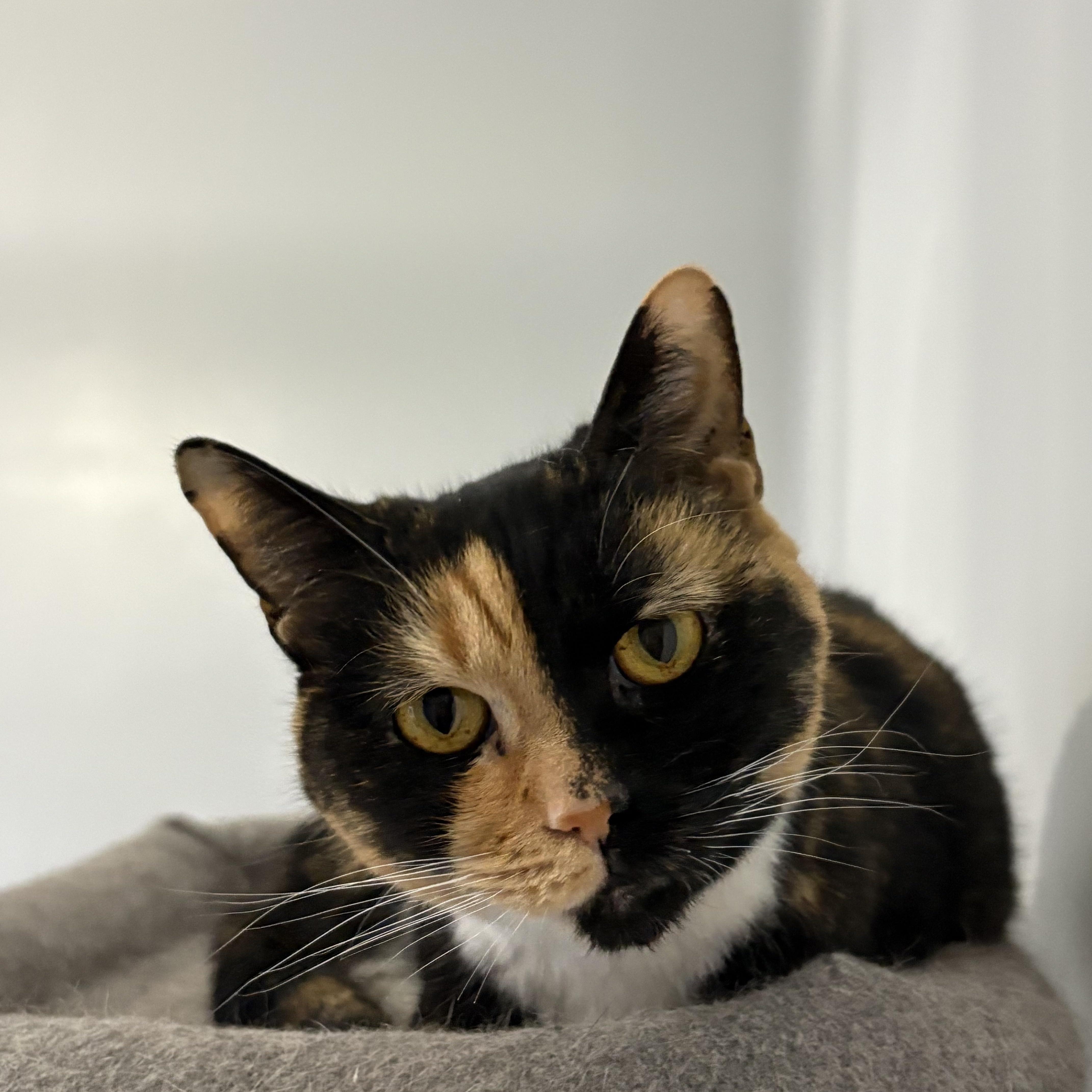 Enlarge Wasabi, a ADOPTABLE Domestic Short Hair in Belmont, NC image 3/5