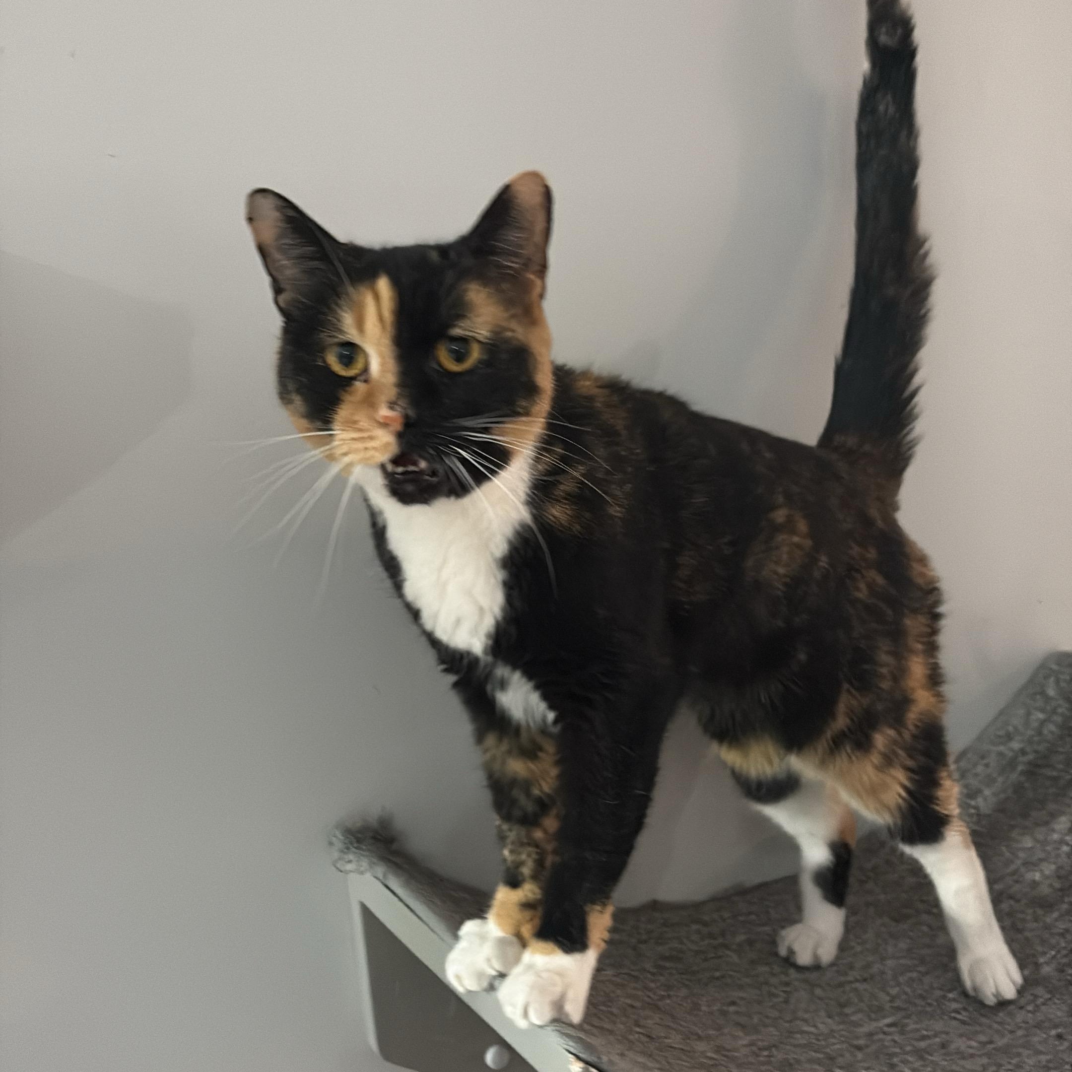 Enlarge Wasabi, a ADOPTABLE Domestic Short Hair in Belmont, NC image 4/5