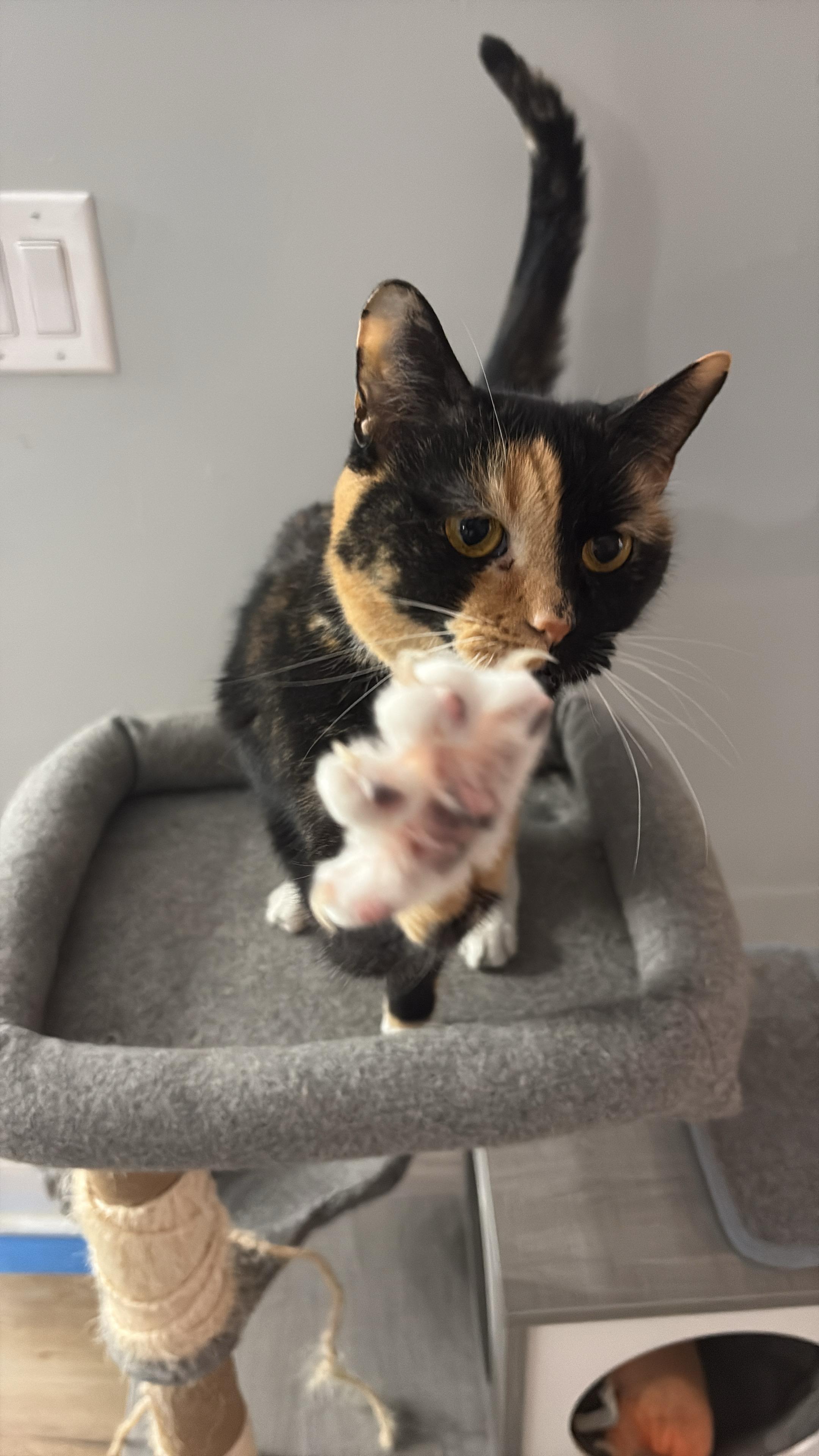 Enlarge Wasabi, a ADOPTABLE Domestic Short Hair in Belmont, NC image 2/5