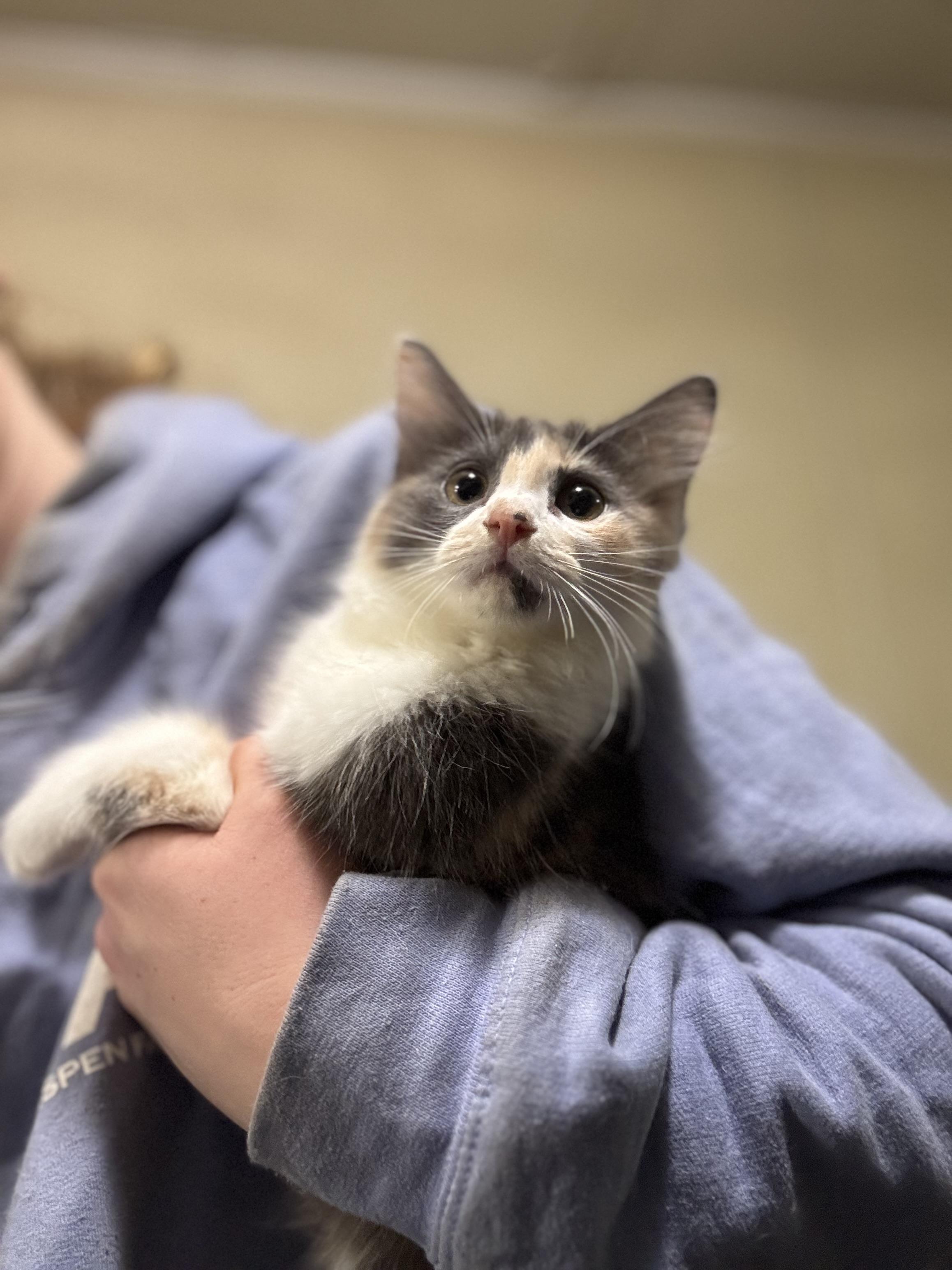 Callie, an adopted Domestic Long Hair in Seattle, WA image 4/4