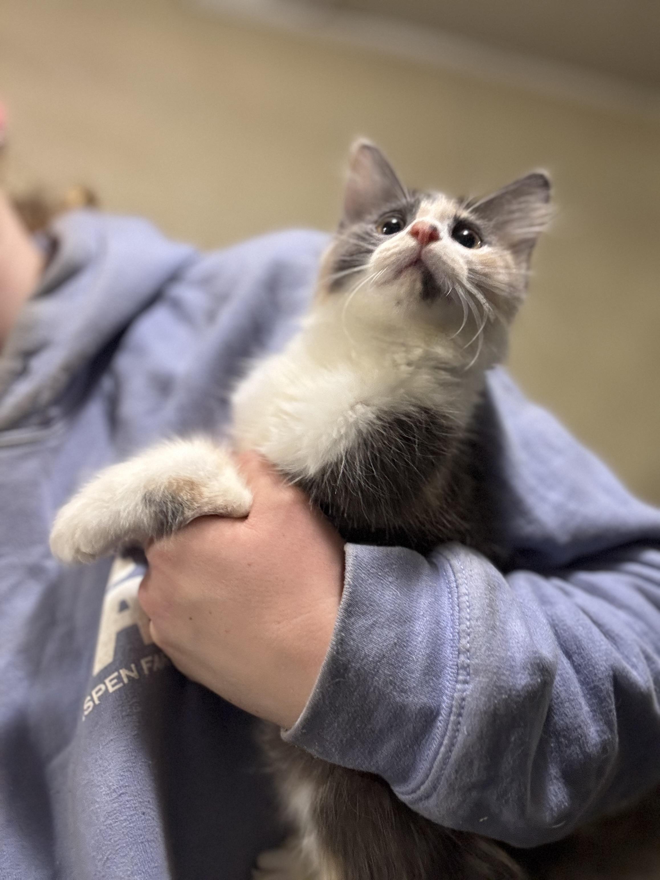 Callie, an adopted Domestic Long Hair in Seattle, WA image 2/4