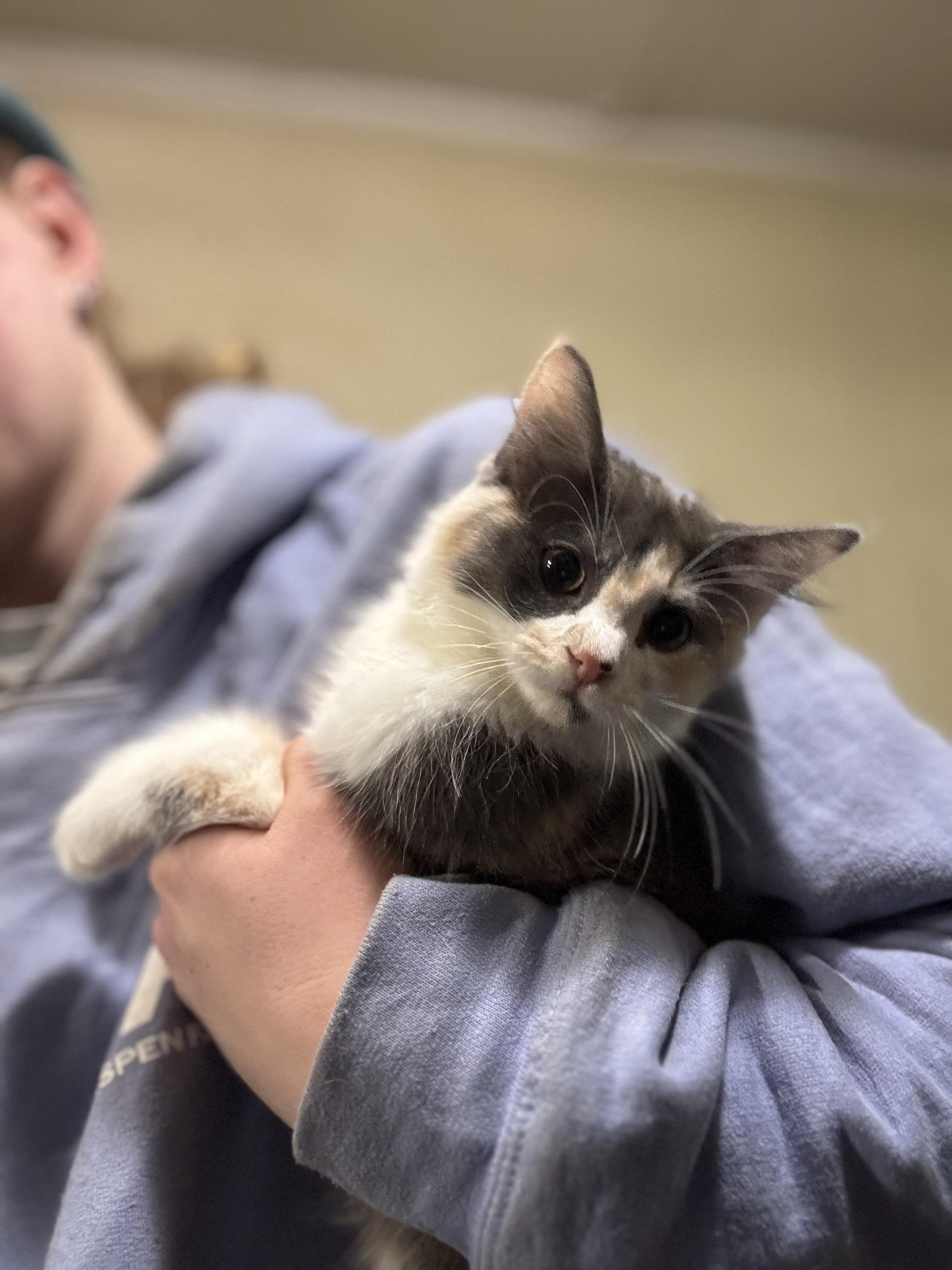 Callie, an adopted Domestic Long Hair in Seattle, WA image 3/4