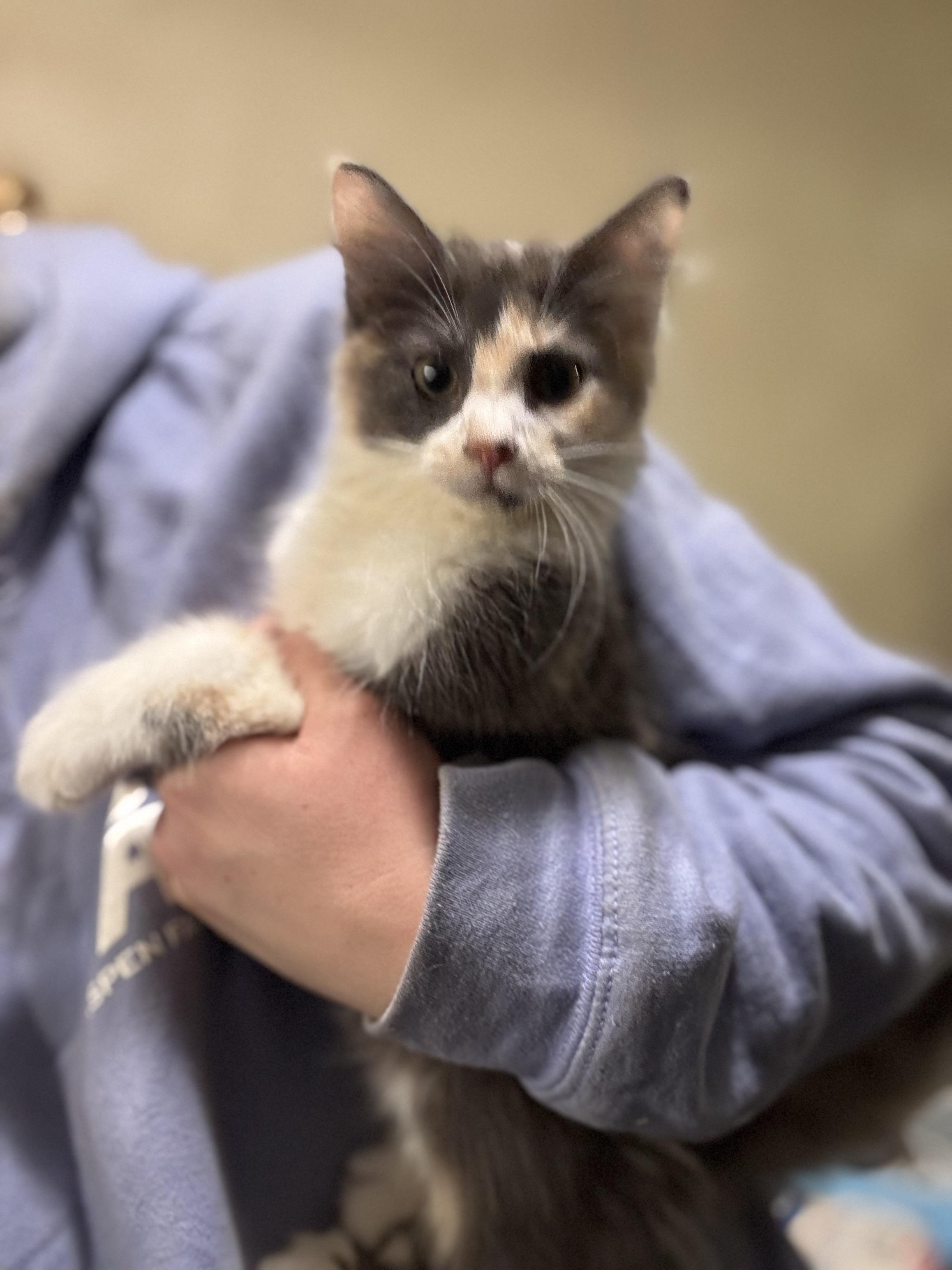 Callie, adopted, Young Female Domestic Long Hair.