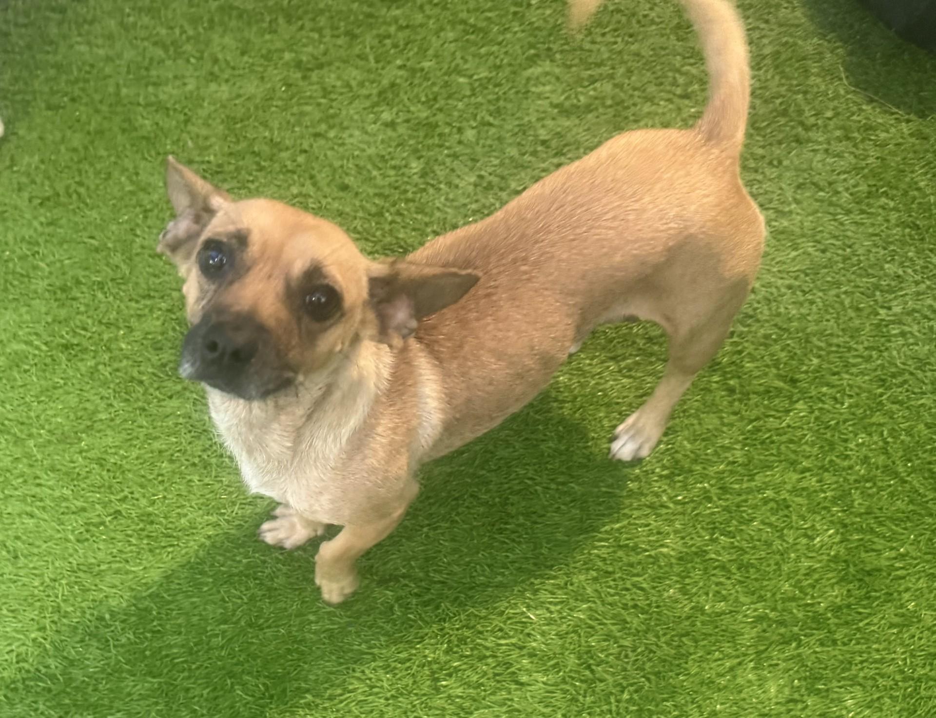 Maya, Adoptable, Adult Female Chiweenie & Dachshund.