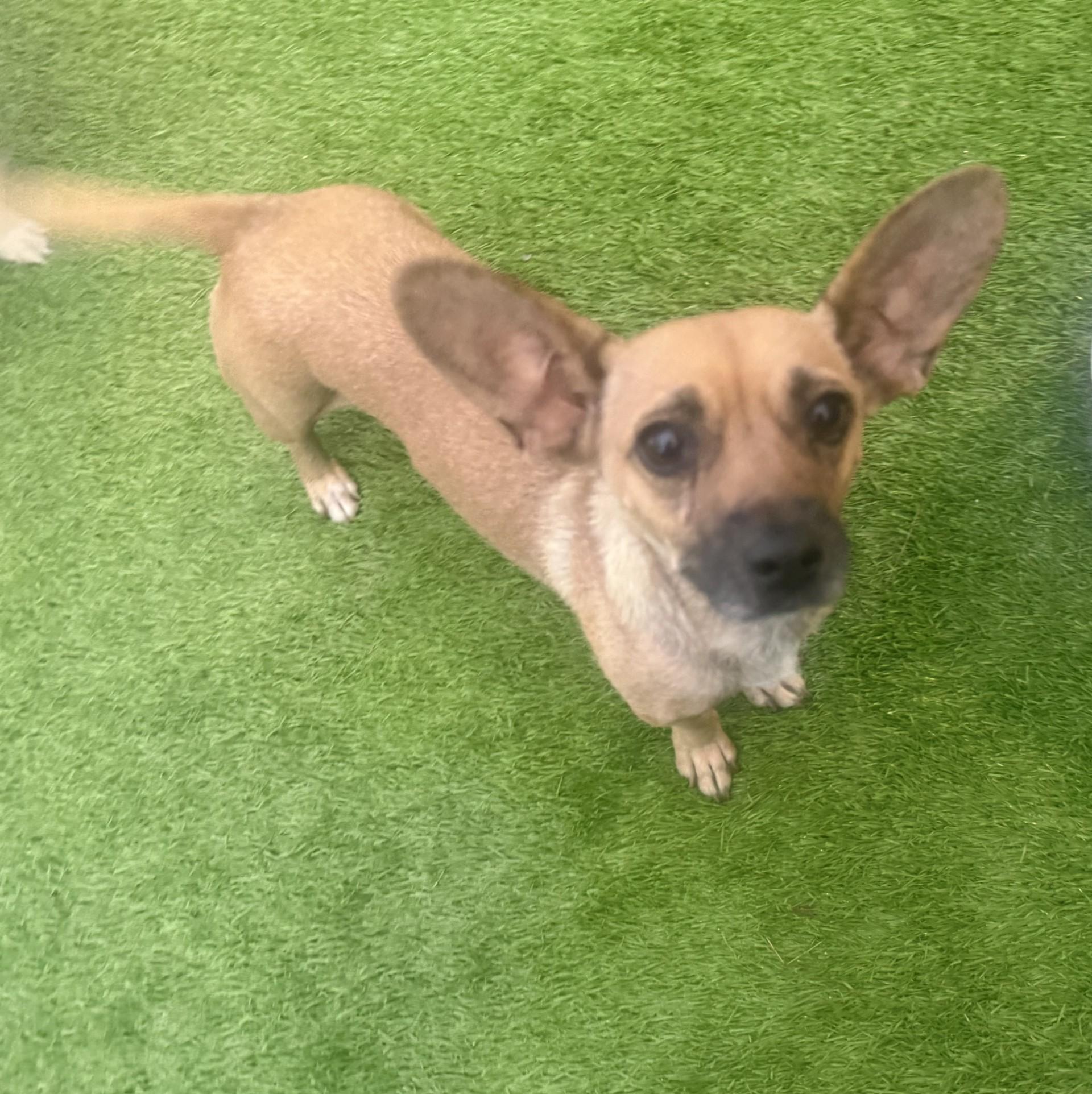 Maya, a Adoptable mixed breed in Imperial Beach, CA image 2/4