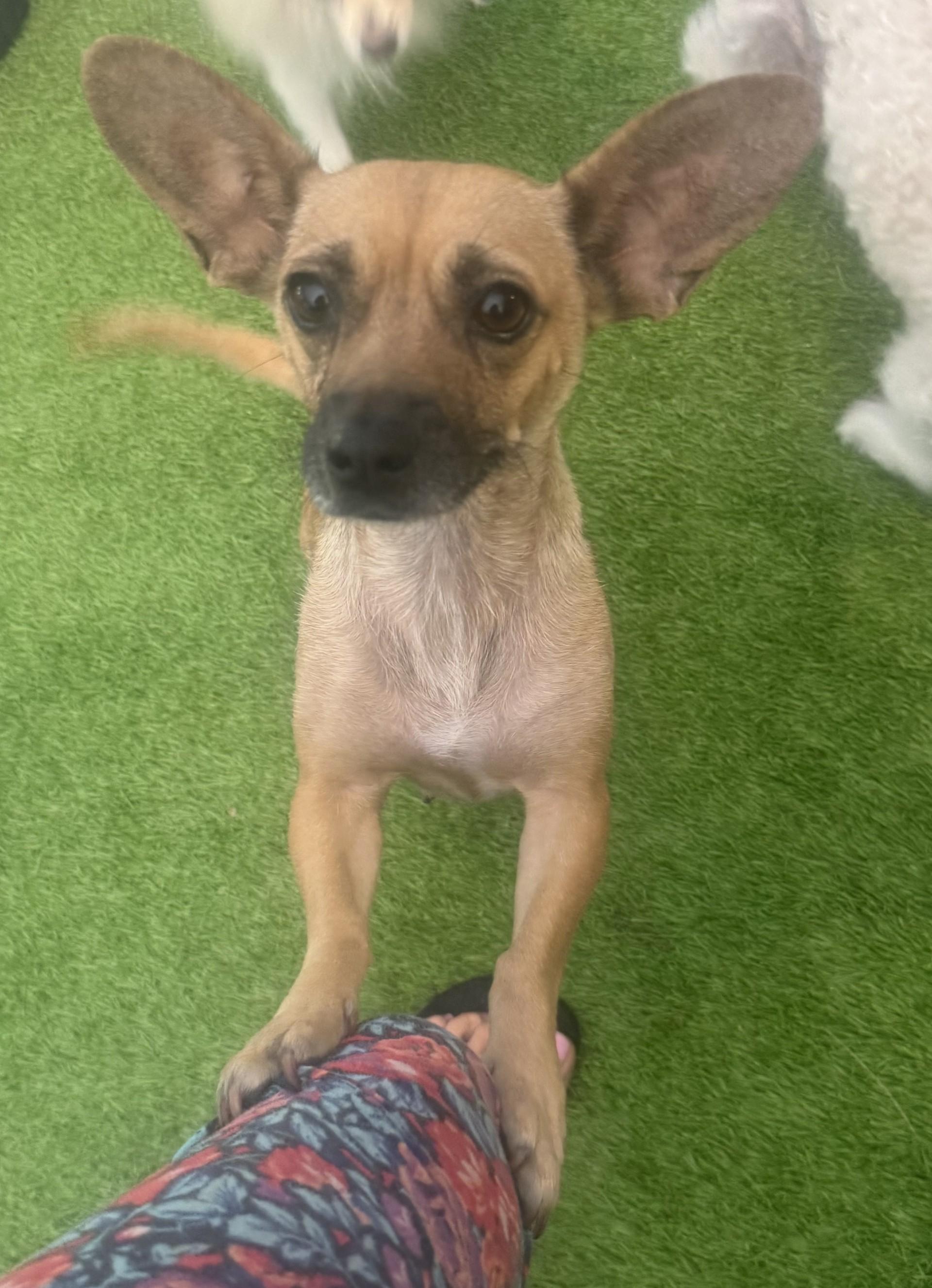 Maya, a Adoptable mixed breed in Imperial Beach, CA image 3/4