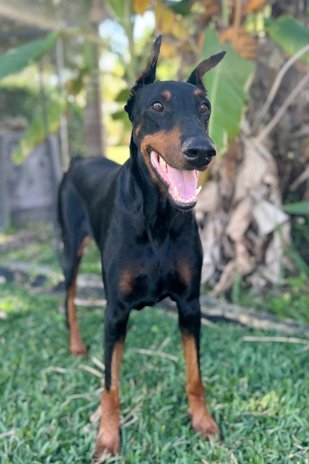 Enlarge Julie 3553, a Adopted Doberman Pinscher in Oakland Park, FL image 2/3