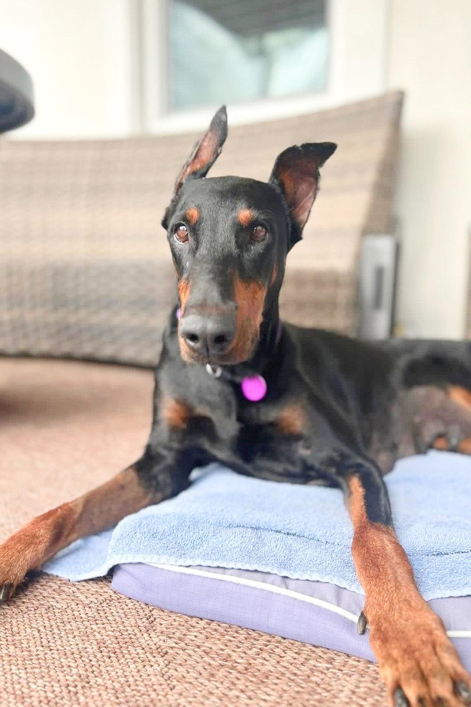 Enlarge Julie 3553, a Adopted Doberman Pinscher in Oakland Park, FL image 3/3