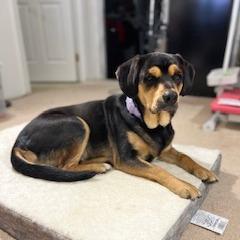 Enlarge Lila, a Adoptable Beagle in Potomac, MD image 1/6