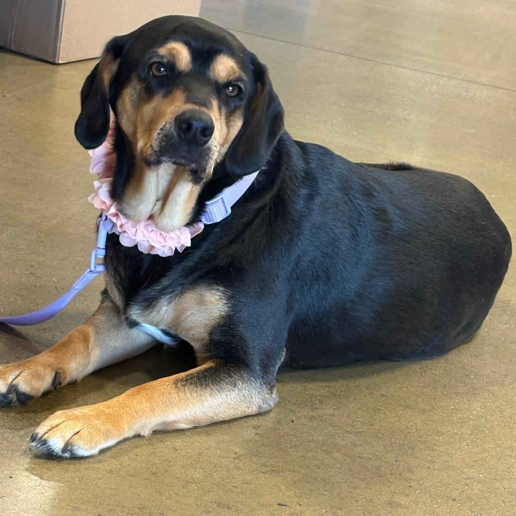 Enlarge Lila, a Adoptable Beagle in Potomac, MD image 2/6