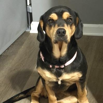 Enlarge Lila, a Adoptable Beagle in Potomac, MD image 5/6