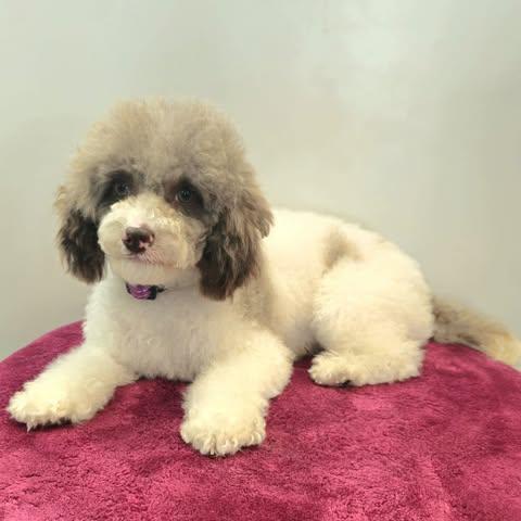 Enlarge Delicata, a Adopted mixed breed in Watertown, WI image 3/4