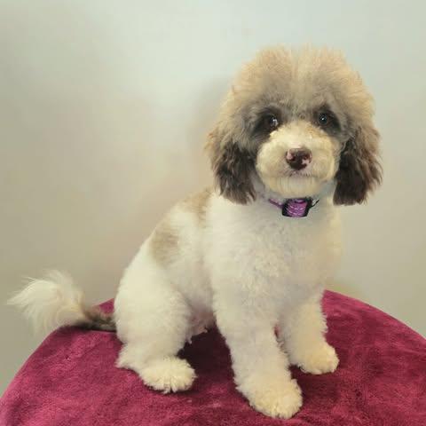 Delicata, Adopted, Adult Female Miniature Poodle & Mixed Breed.