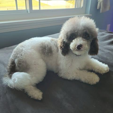 Enlarge Delicata, a Adopted mixed breed in Watertown, WI image 4/4