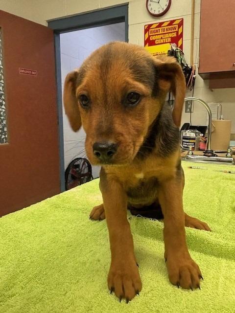 GLORY, Adoptable, Puppy Female Rottweiler & Hound.