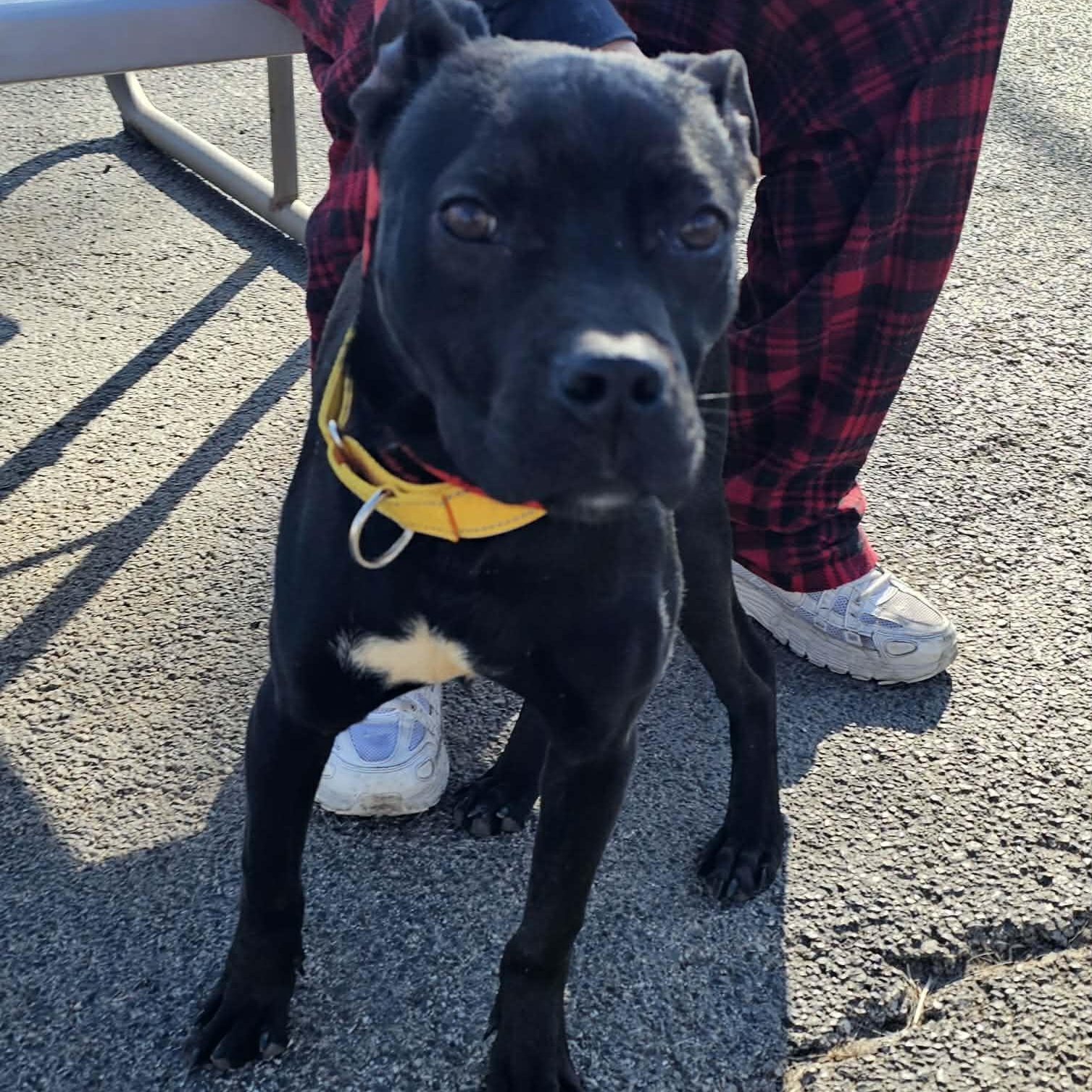 Neko, a ADOPTABLE mixed breed in Plainfield, IL image 4/4