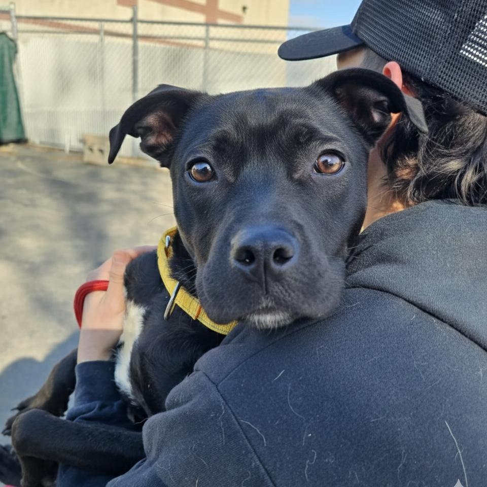 Neko, a ADOPTABLE mixed breed in Plainfield, IL image 1/4