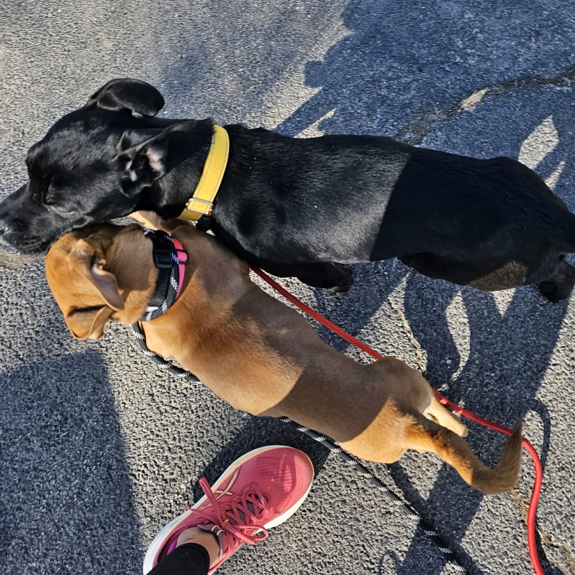 Neko, a ADOPTABLE mixed breed in Plainfield, IL image 2/4