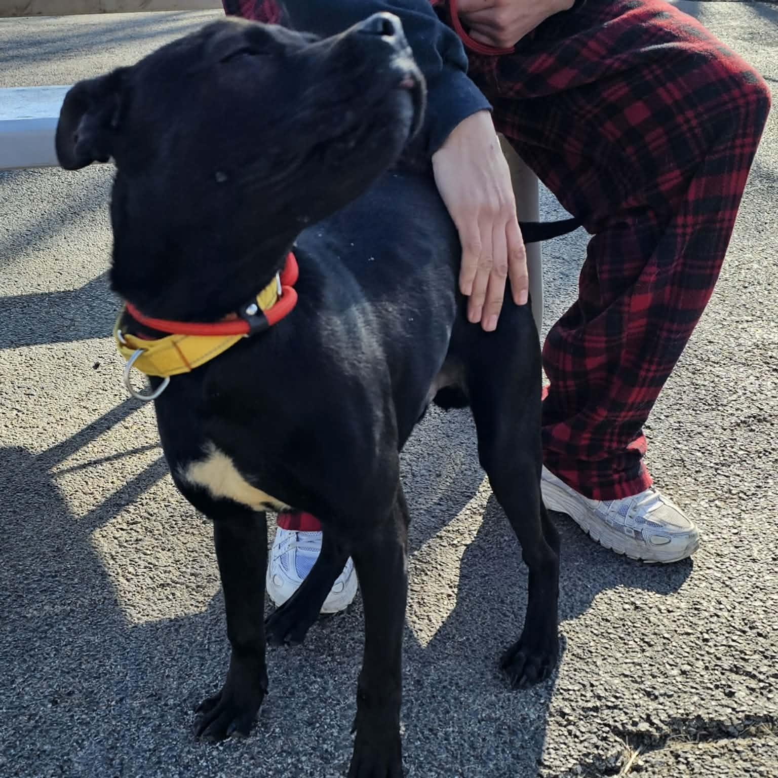 Neko, a ADOPTABLE mixed breed in Plainfield, IL image 3/4