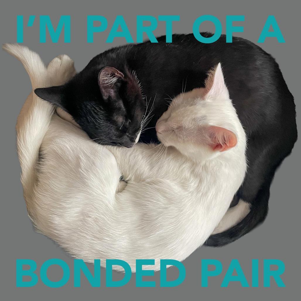 Enlarge Jerry, a Adoptable Domestic Short Hair in Boston, MA image 2/3