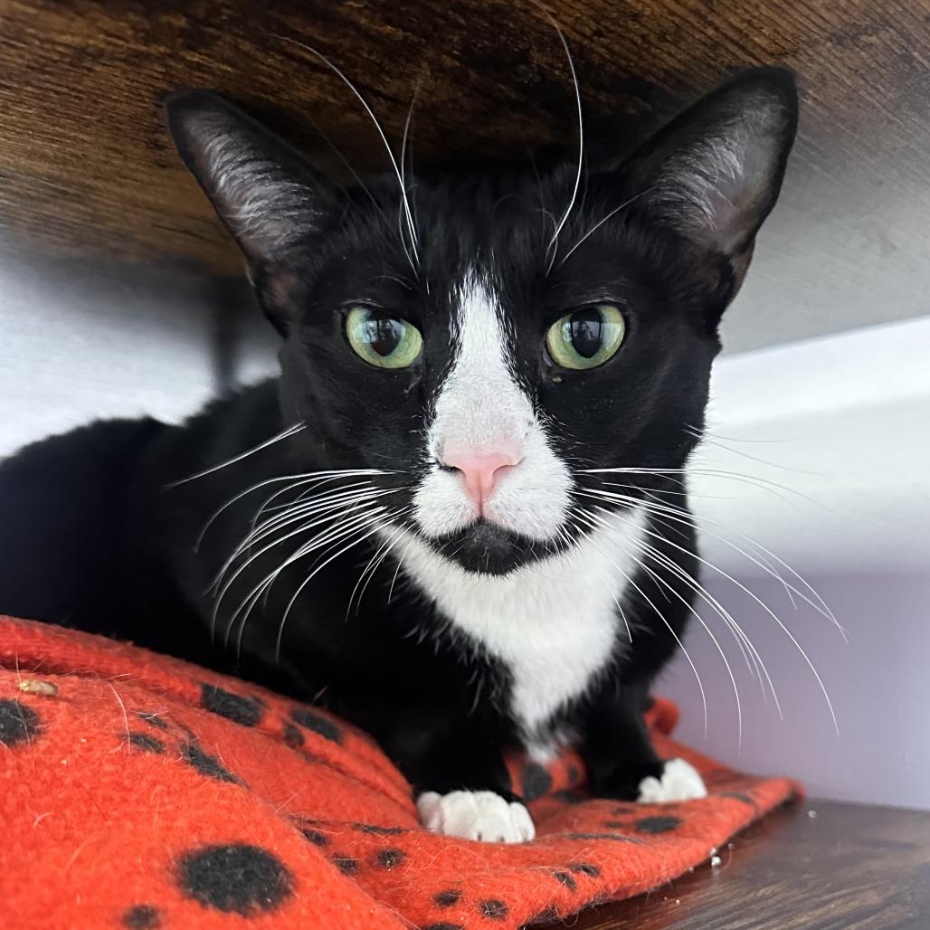 Enlarge Jerry, a Adoptable Domestic Short Hair in Boston, MA image 3/3