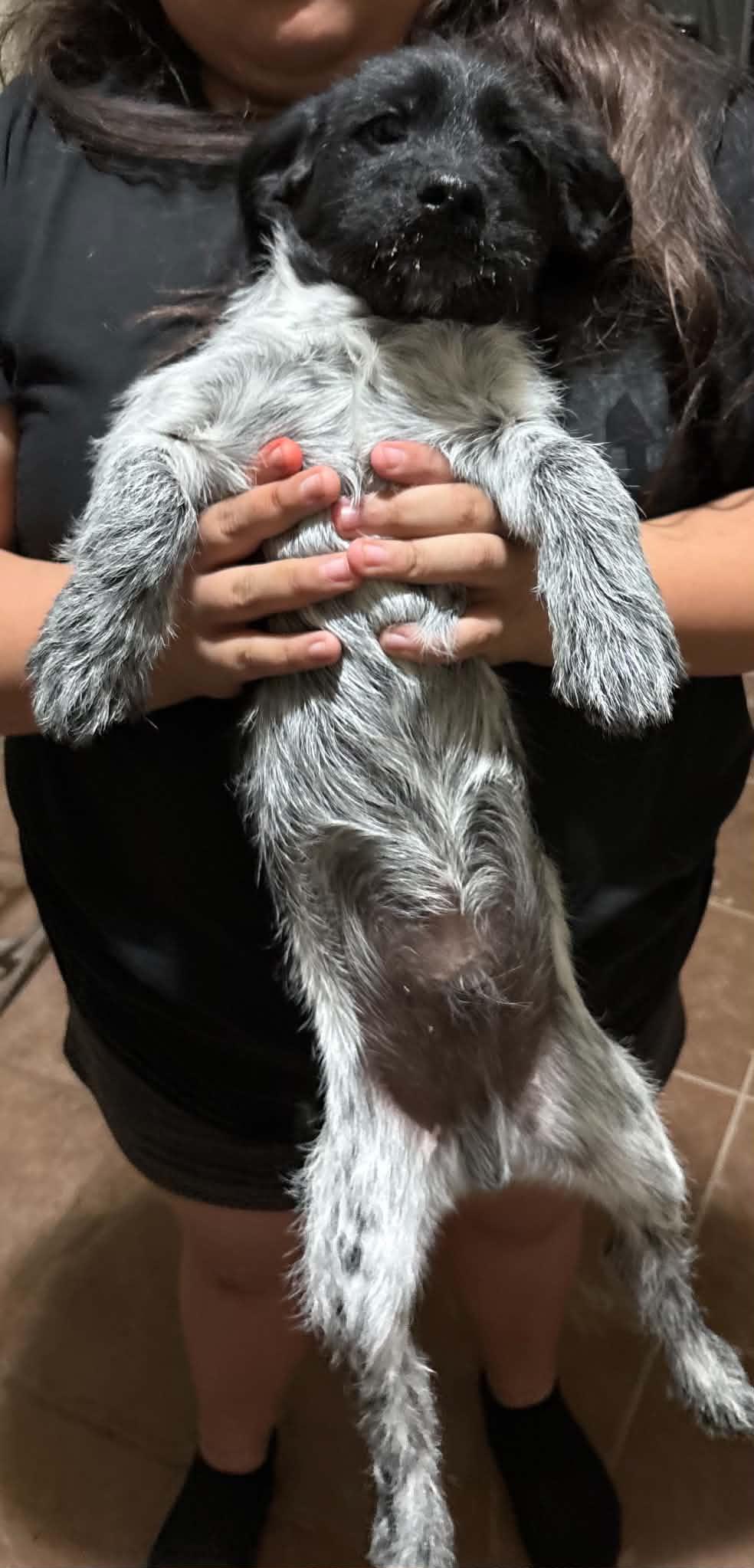 Oreo, ADOPTABLE, Puppy Male Dachshund & Cattle Dog.