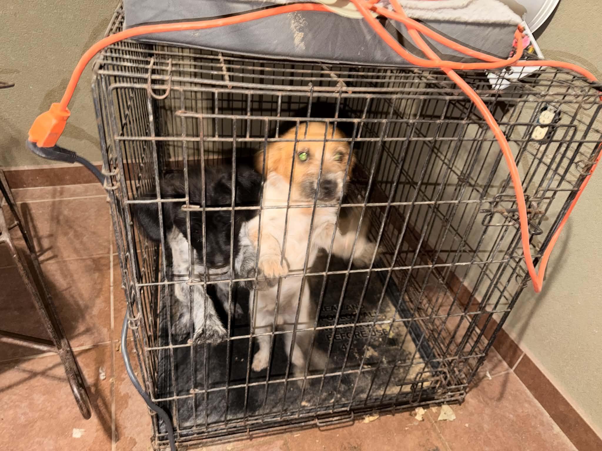 Enlarge Oreo, a ADOPTABLE mixed breed in Gainesville, VA image 2/3