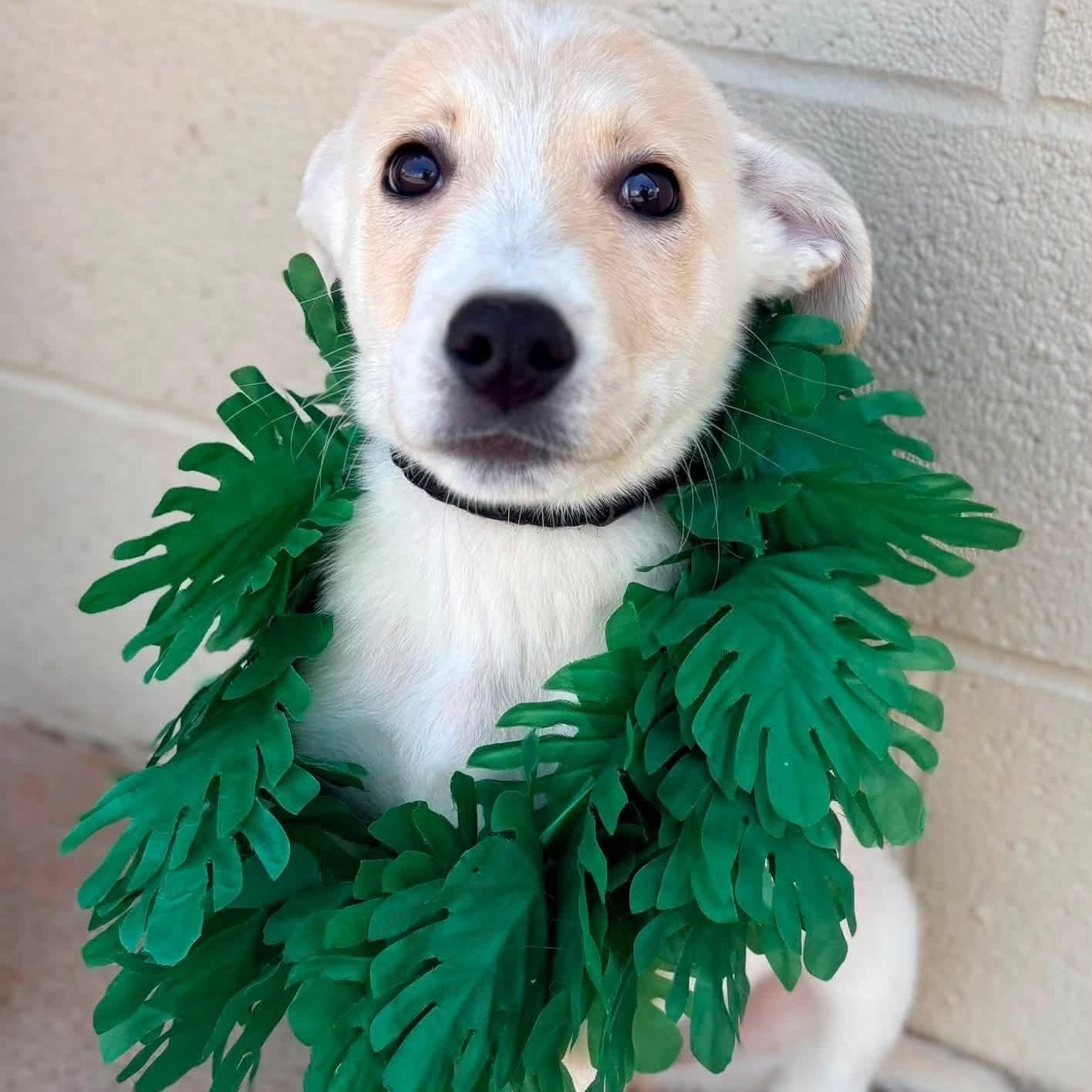 Pua, ADOPTABLE, Puppy Male Shepherd.