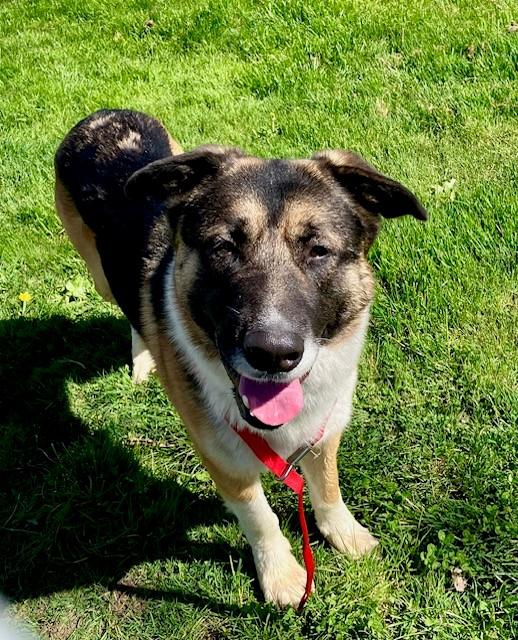 Enlarge Kaleido, a ADOPTABLE mixed breed in Phoenix, OR image 1/5
