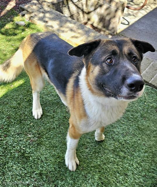Enlarge Kaleido, a ADOPTABLE mixed breed in Phoenix, OR image 3/5