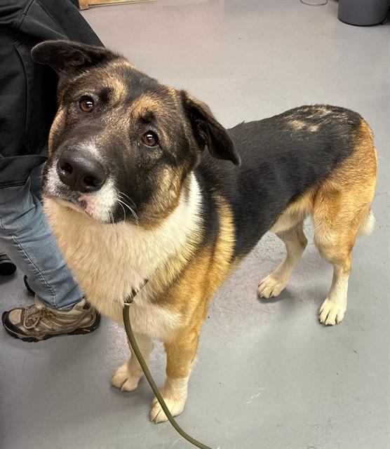 Enlarge Kaleido, a ADOPTABLE mixed breed in Phoenix, OR image 4/5