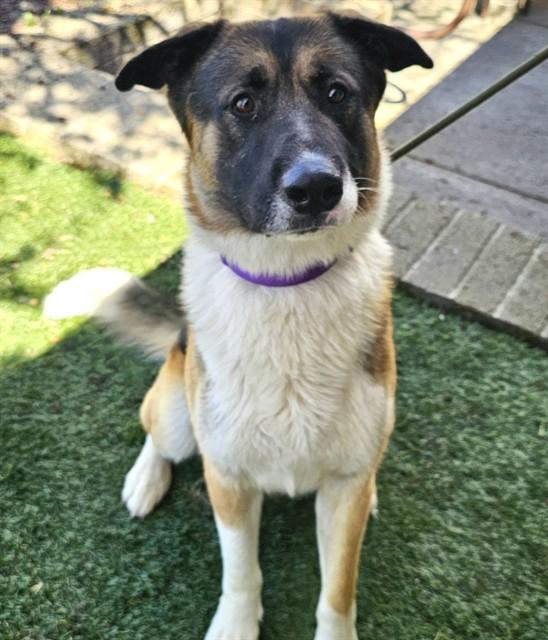 Enlarge Kaleido, a ADOPTABLE mixed breed in Phoenix, OR image 5/5