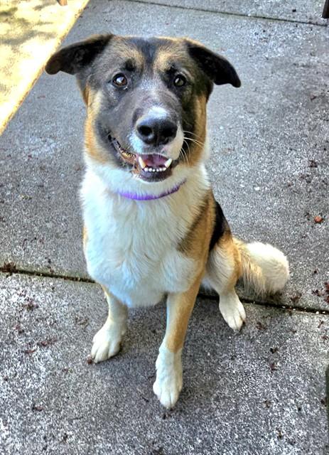 Enlarge Kaleido, a ADOPTABLE mixed breed in Phoenix, OR image 2/5