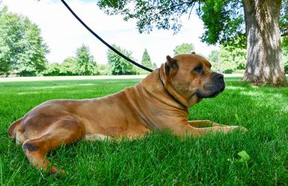 Pancha, Adoptable, Senior Female Presa Canario & Cane Corso.