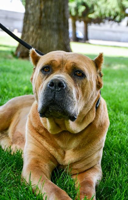 Pancha, a Adoptable mixed breed in Yakima, WA image 3/3