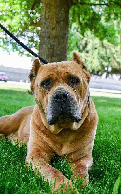 Pancha, a Adoptable mixed breed in Yakima, WA image 3/3