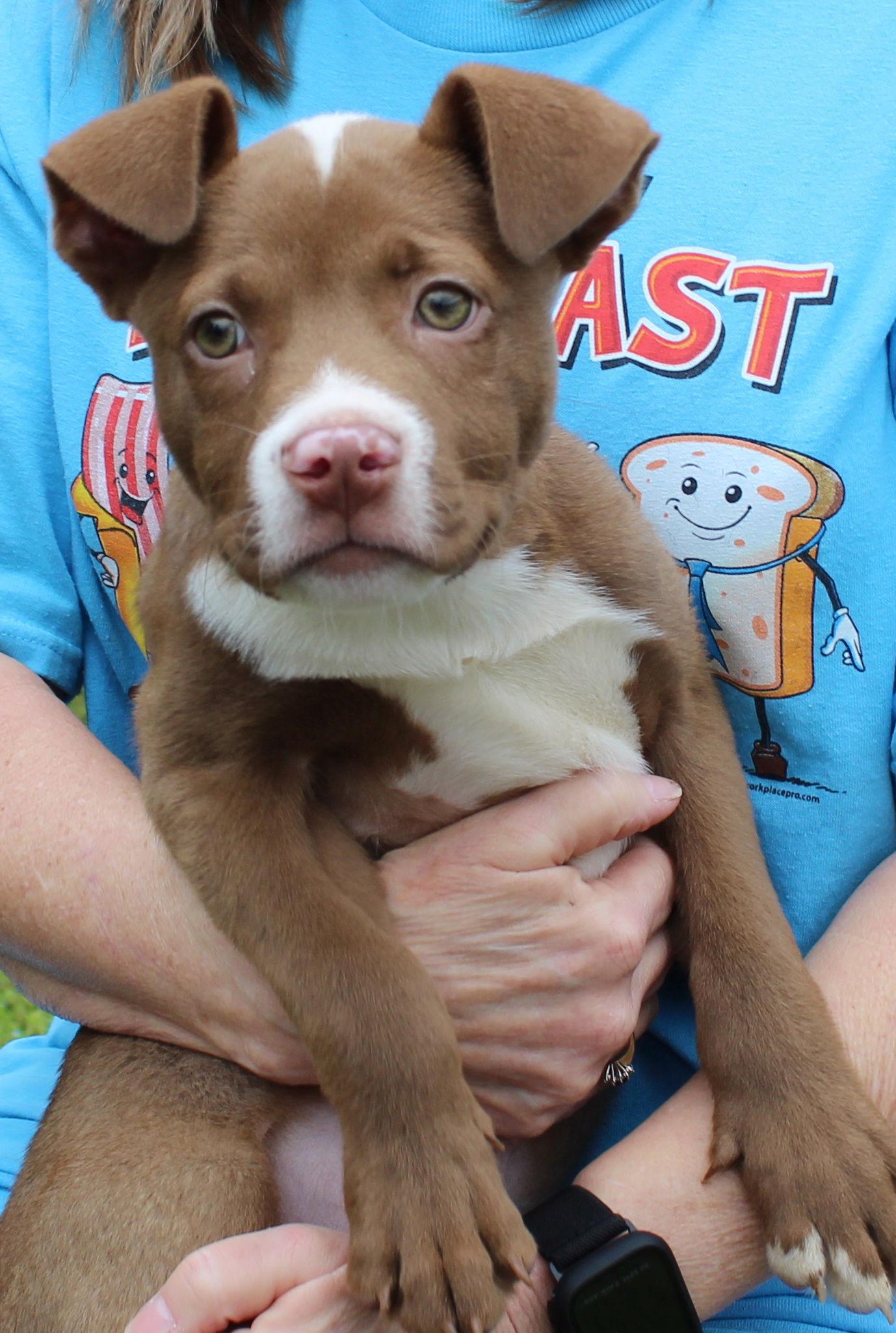 Ruger 43160, Adopted, Puppy Male Pit Bull Terrier.