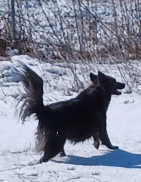 Kiowa AKA Kite, a Adoptable mixed breed in Carnegie, OK image 1/3